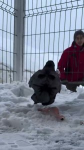 Al cuervo le gusta la nieve