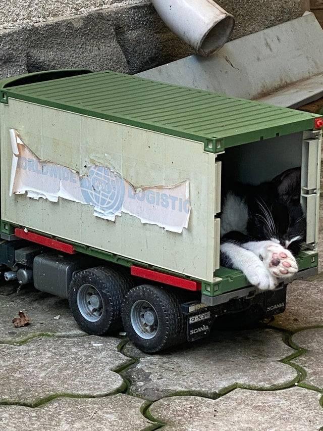 Cualquier lugar pequeño es ideal para un gato