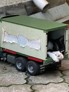 Cualquier lugar pequeño es ideal para un gato