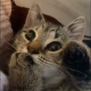 nom nom nom