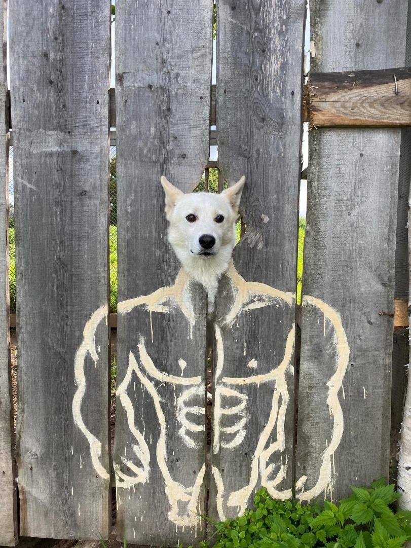 Doge-Lore-Мемы-собака-8568661