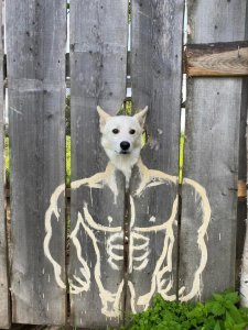 Doge-Lore-Мемы-собака-8568661