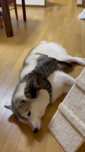 gato-perro-escarbando