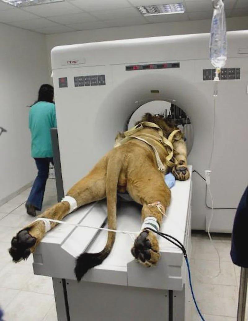 Si, a los leones también les hacen tomografías