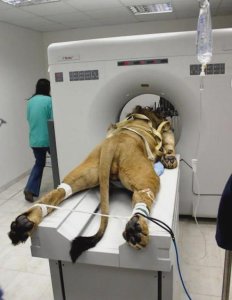 Si, a los leones también les hacen tomografías