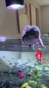 Se quería dar un baño