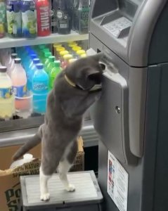 El gato la tiene clara