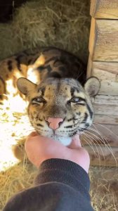 Mirá esa carita gatuna