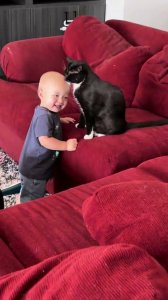 El gato lustrador de peladas