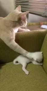 видеогифки-гифки-котэ-8765410