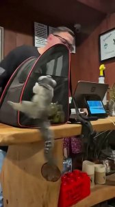 Pero metete en la bolsa de una vez!