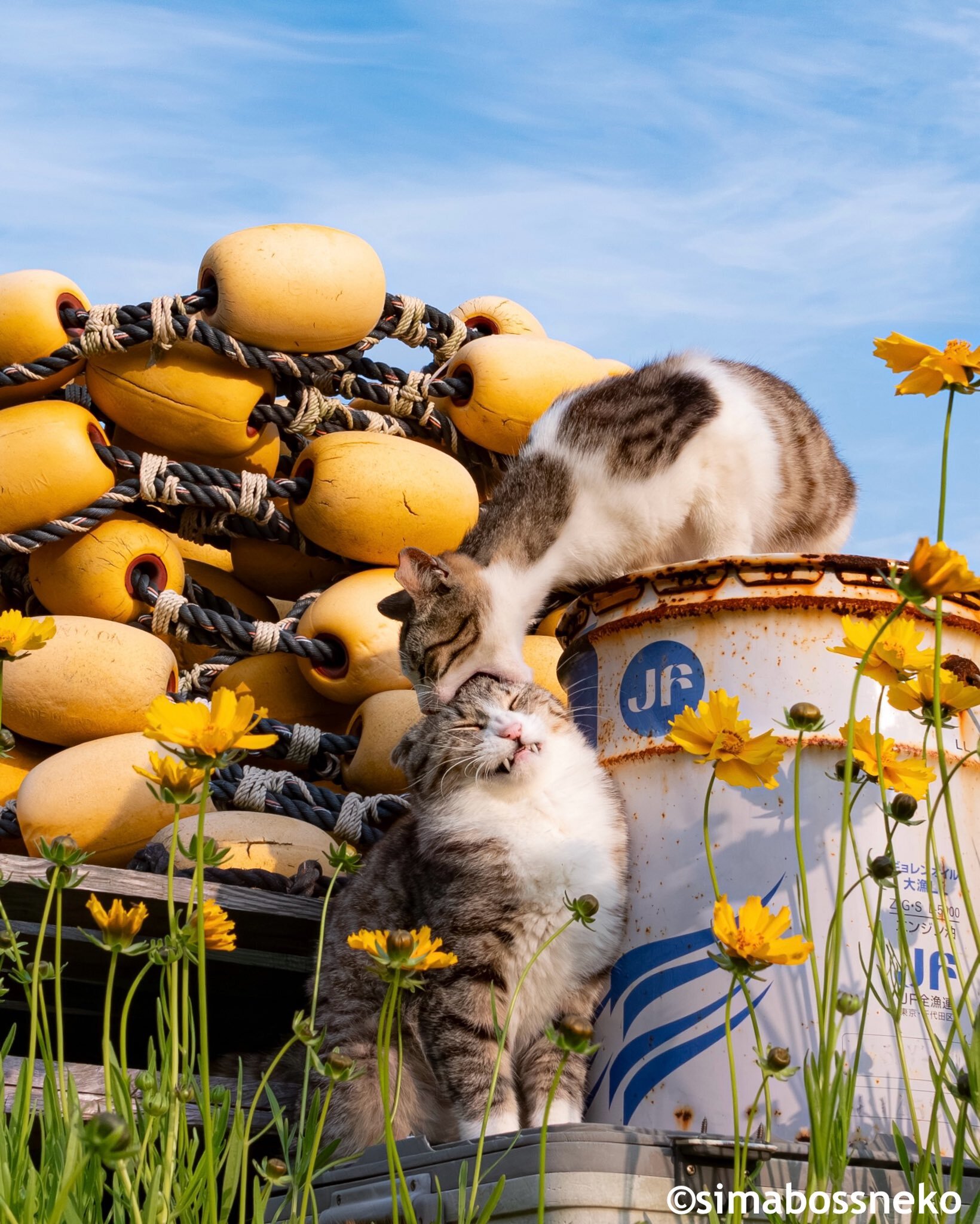 Gatos y desniveles