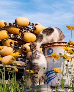 Gatos y desniveles