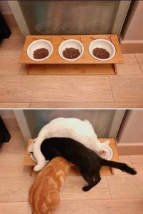 Gatos, obvio