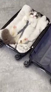 Me llevo el gato de viaje