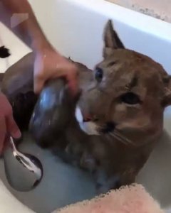 Un baño para el puma