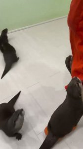te cuelga la nutria