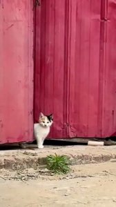 Gato grande cuida a gato chico, siempre