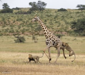 Nature is Metal