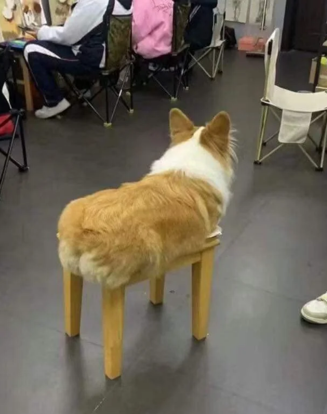 Corgi extendido
