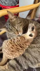 Amor interespecies