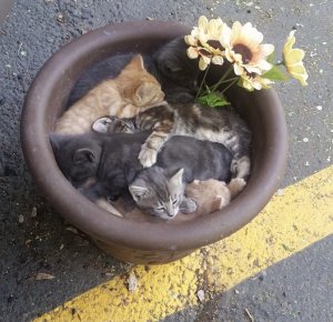 Trampa de gatitos