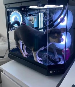 PC Master Race