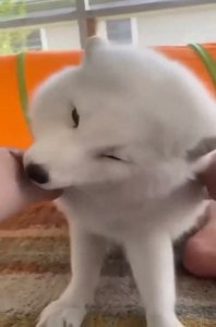 So fluffy!