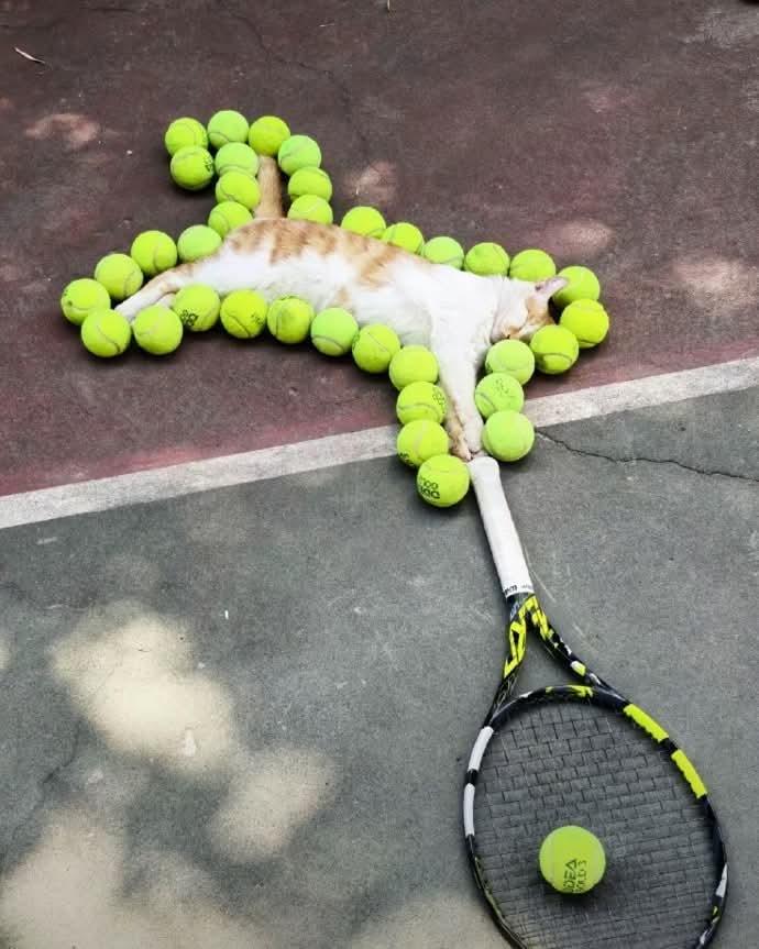 Paz gatuna en el tenis