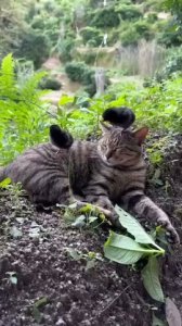 El gato pacifista