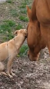 Perrito y caballo