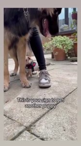 perritos amigos