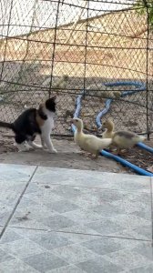 La venganza de los patitos