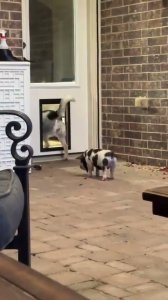 El perro enseña