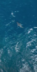 Tranqui la Orca