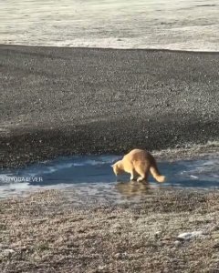 Gato y hielo