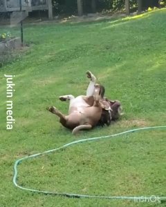 pato y perro