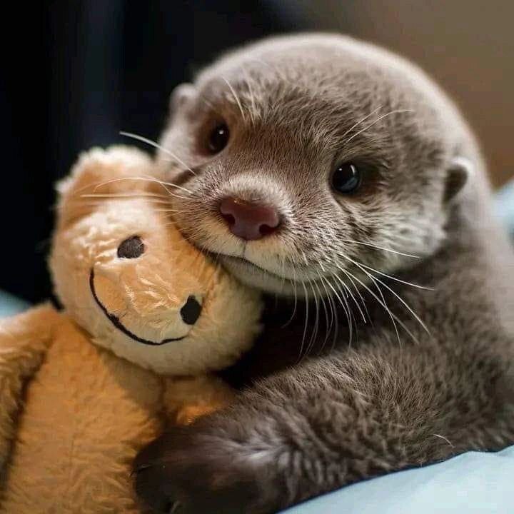 Cute overload