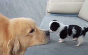 smol