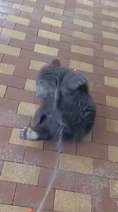 osito