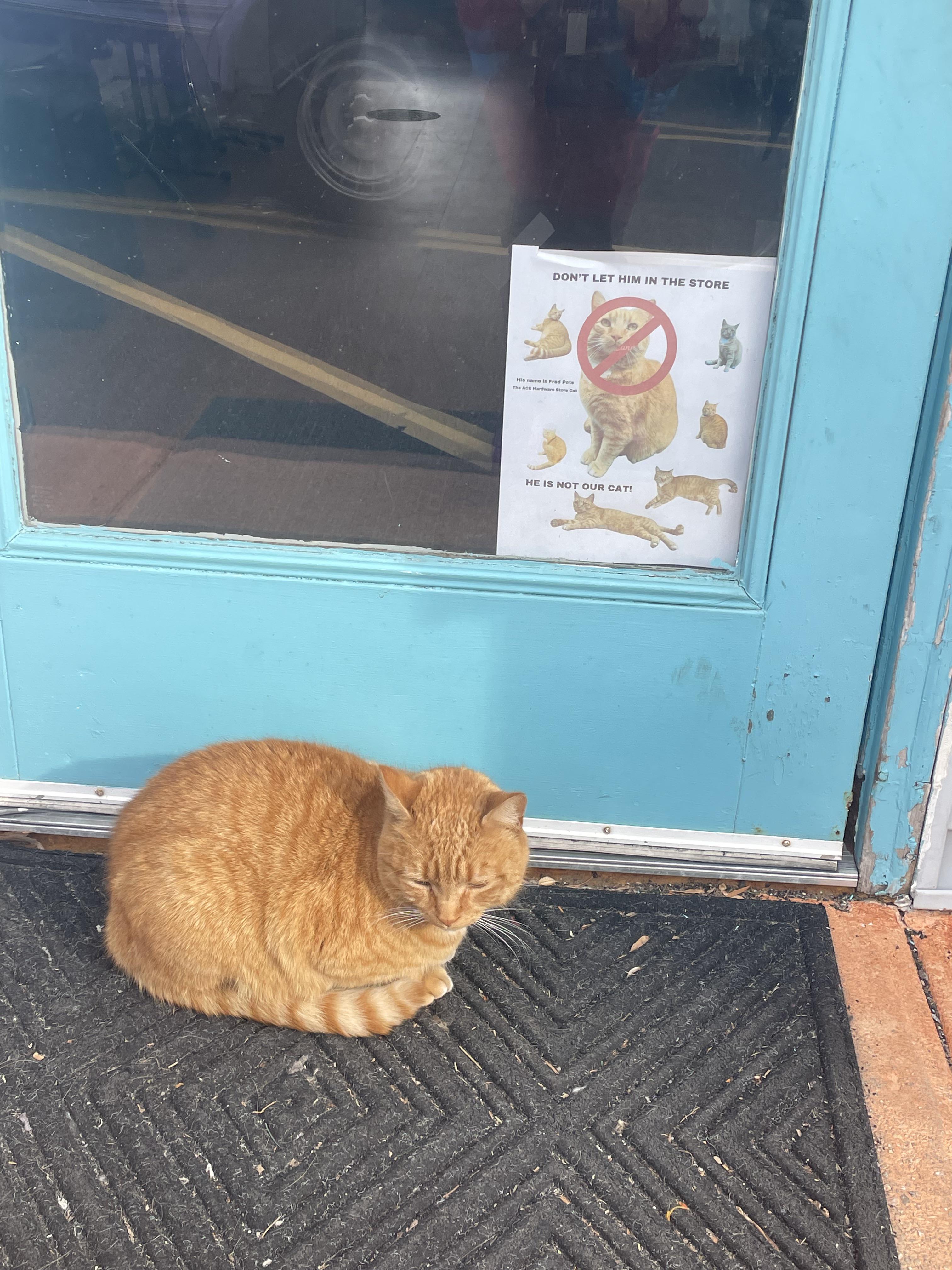 Gato censurado