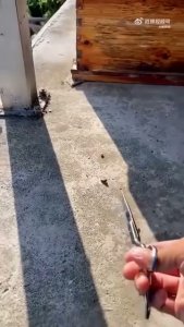 Protegiendo la colmena contra las avispas