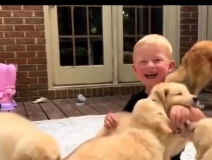 Todos queremos morir aplastados por una manada de cachorros