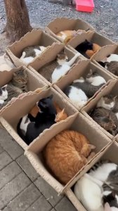 Trampas para gatos