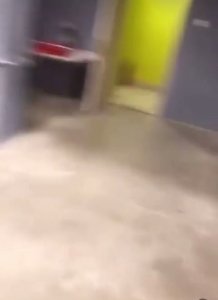 Cuidado con el oso!