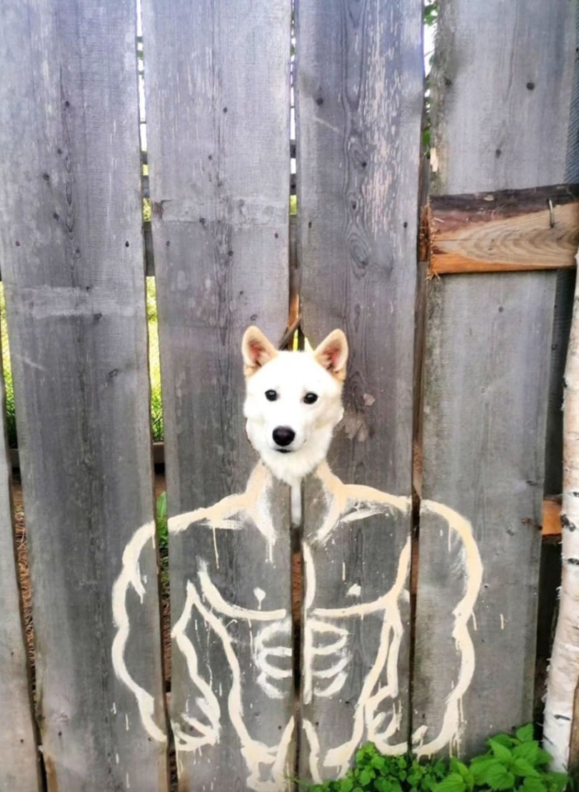 Perrito grande
